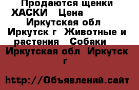 Продаются щенки ХАСКИ › Цена ­ 15 000 - Иркутская обл., Иркутск г. Животные и растения » Собаки   . Иркутская обл.,Иркутск г.